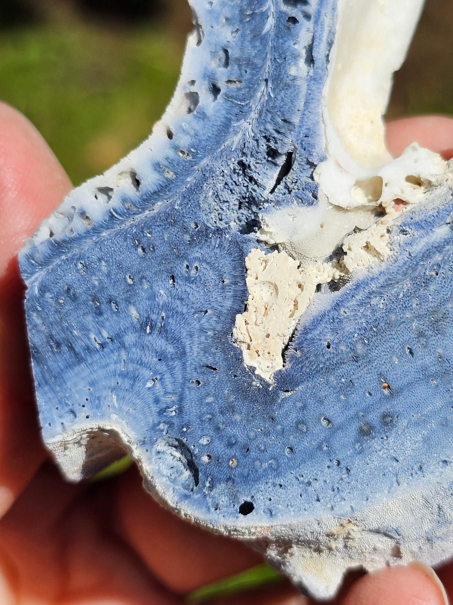 Corail bleu d'Indonésie G