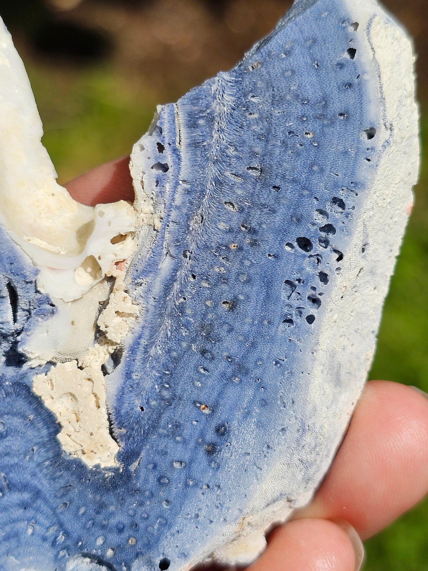 Corail bleu d'Indonésie G