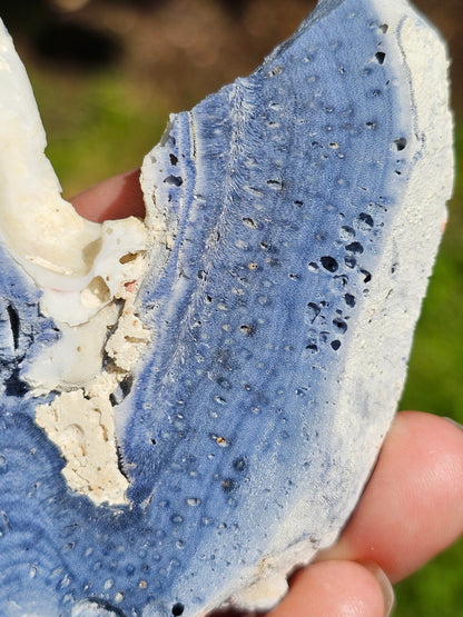 Corail bleu d'Indonésie G