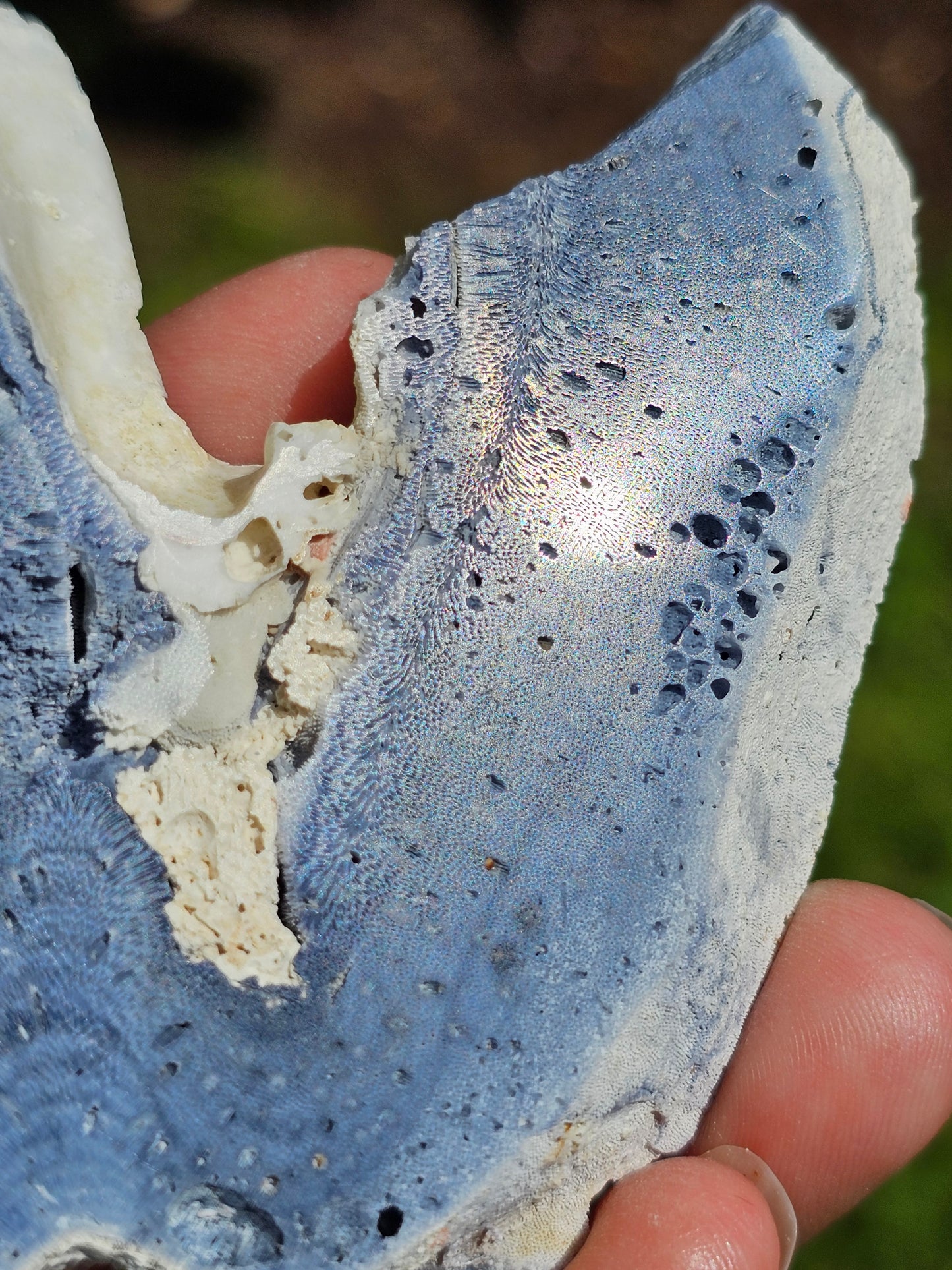 Corail bleu d'Indonésie G