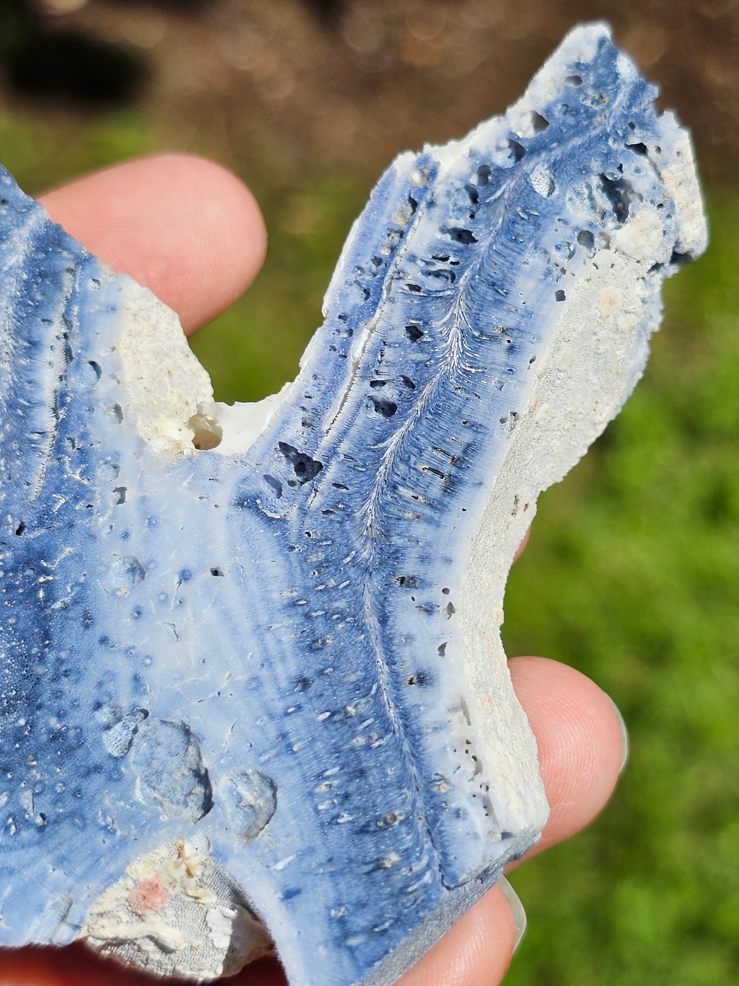 Corail bleu d'Indonésie G
