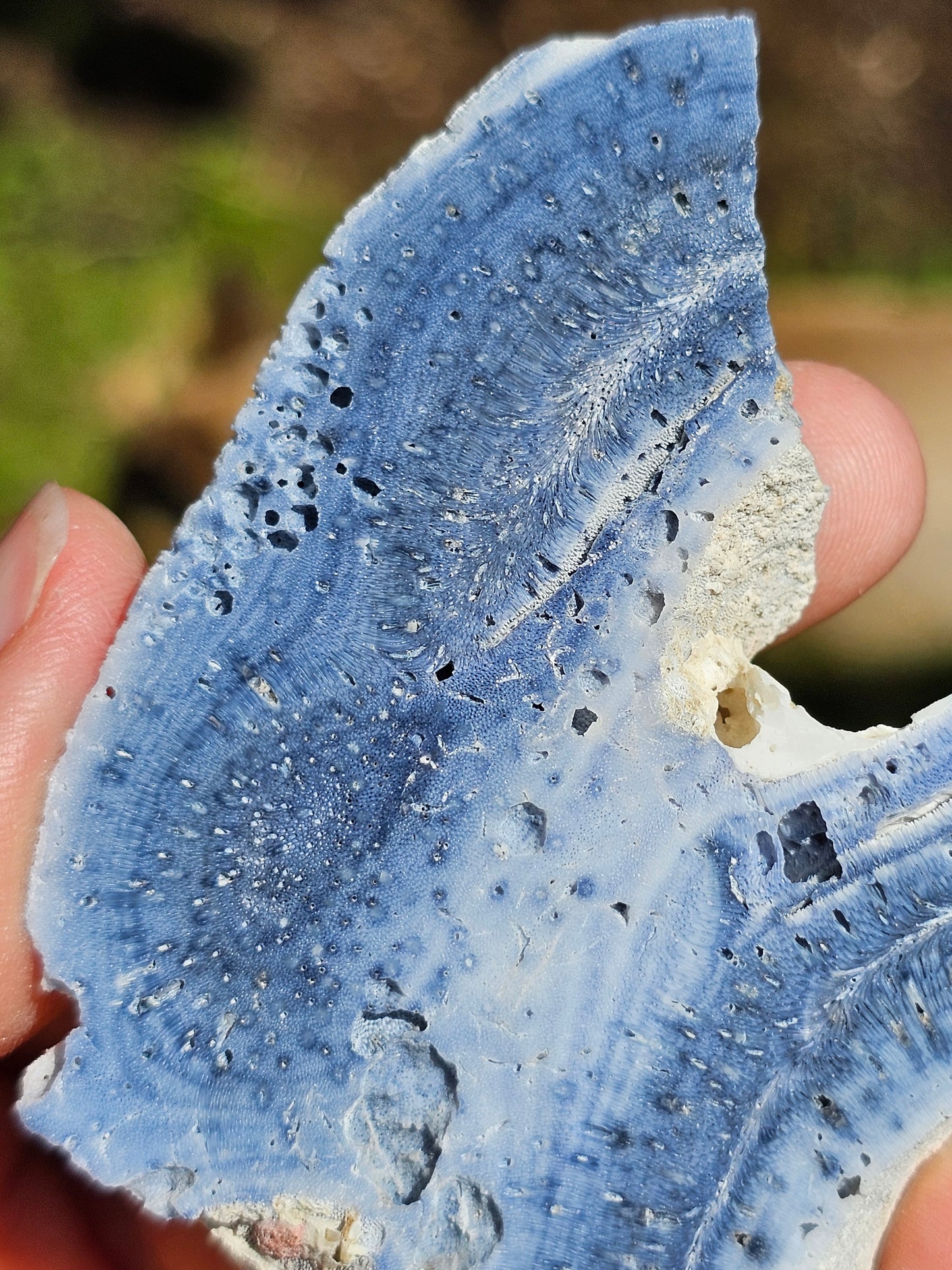 Corail bleu d'Indonésie G