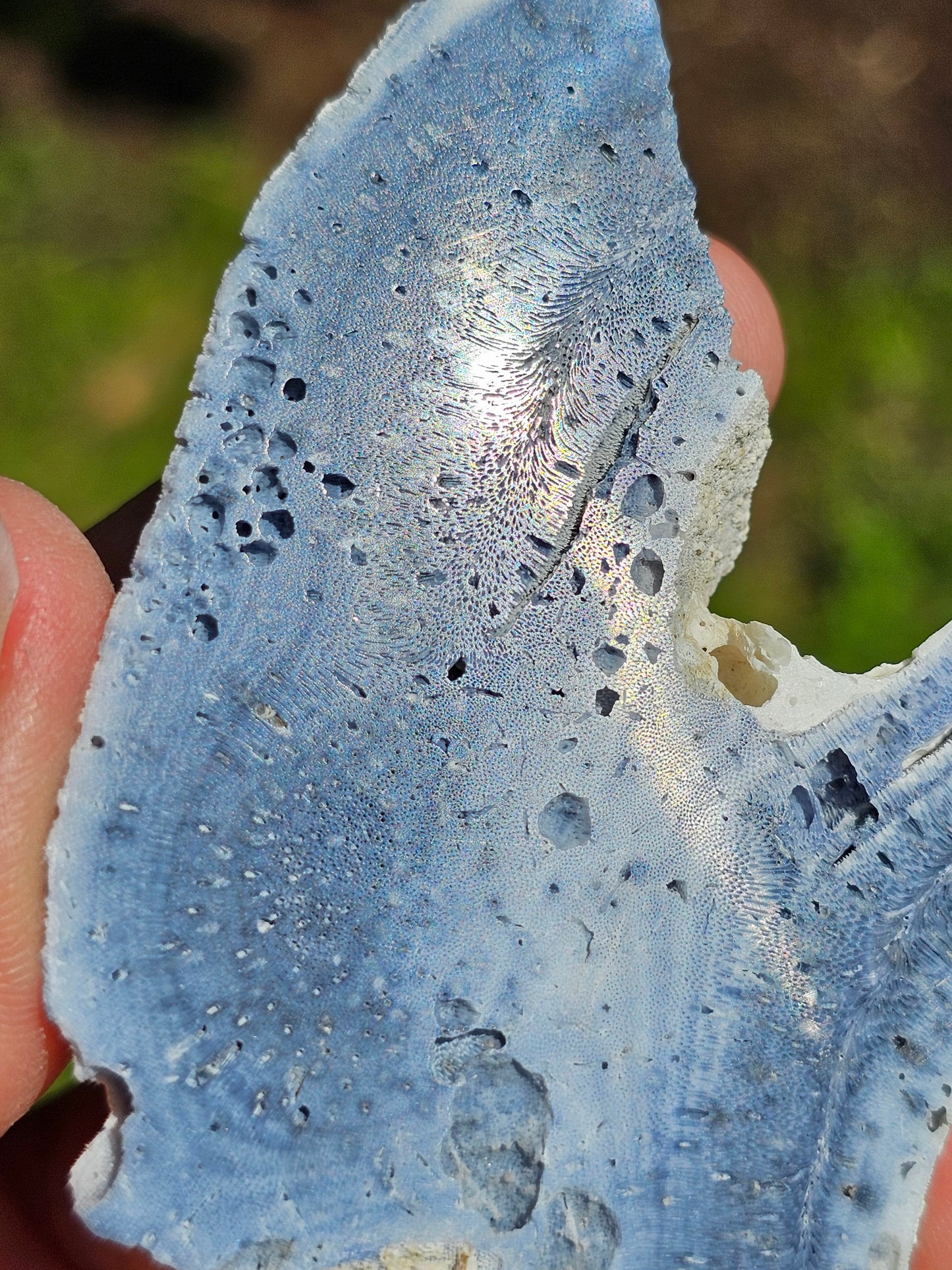 Corail bleu d'Indonésie G