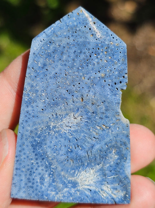 Corail bleu d'Indonésie I