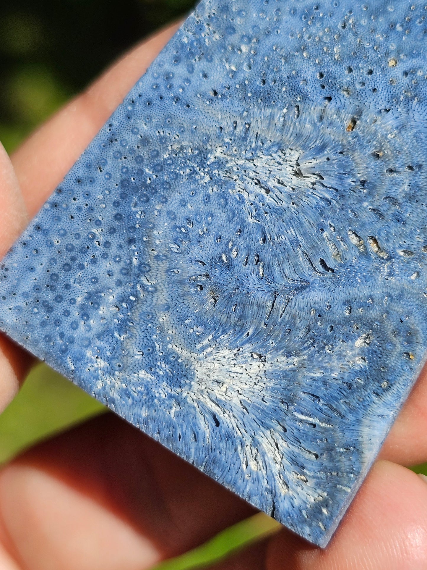 Corail bleu d'Indonésie I