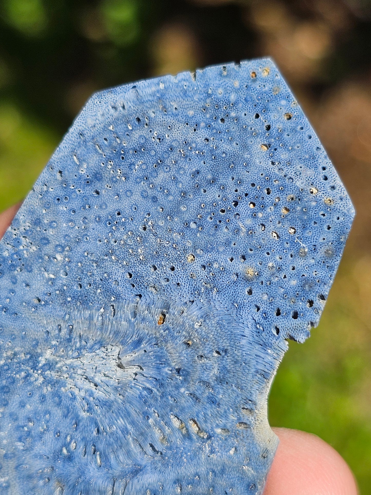 Corail bleu d'Indonésie I