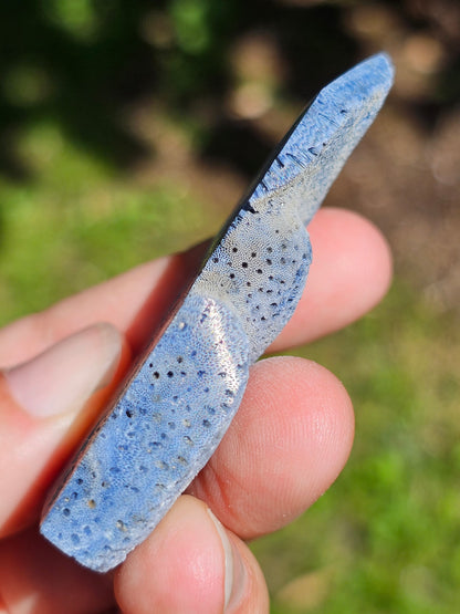 Corail bleu d'Indonésie I