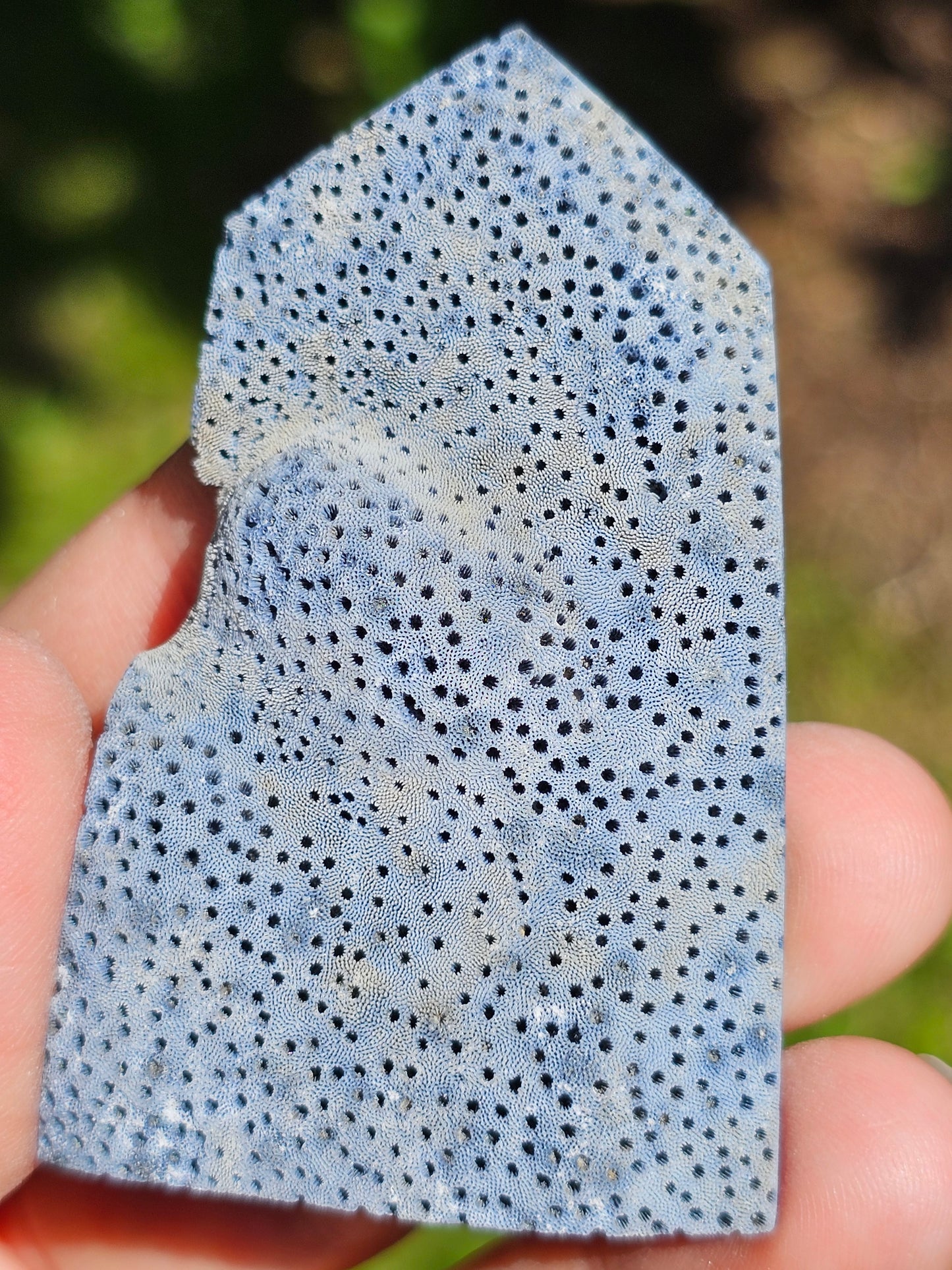 Corail bleu d'Indonésie I