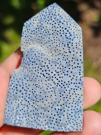 Corail bleu d'Indonésie I