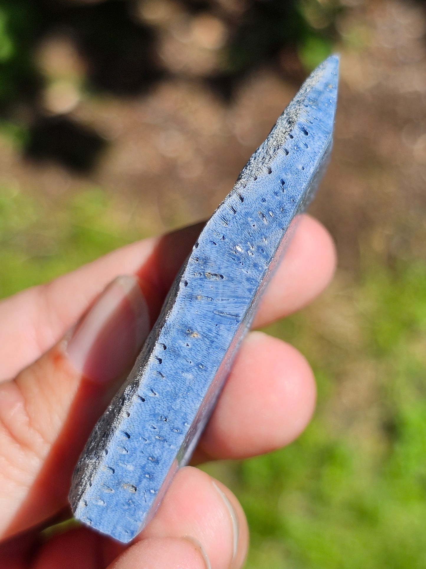 Corail bleu d'Indonésie I