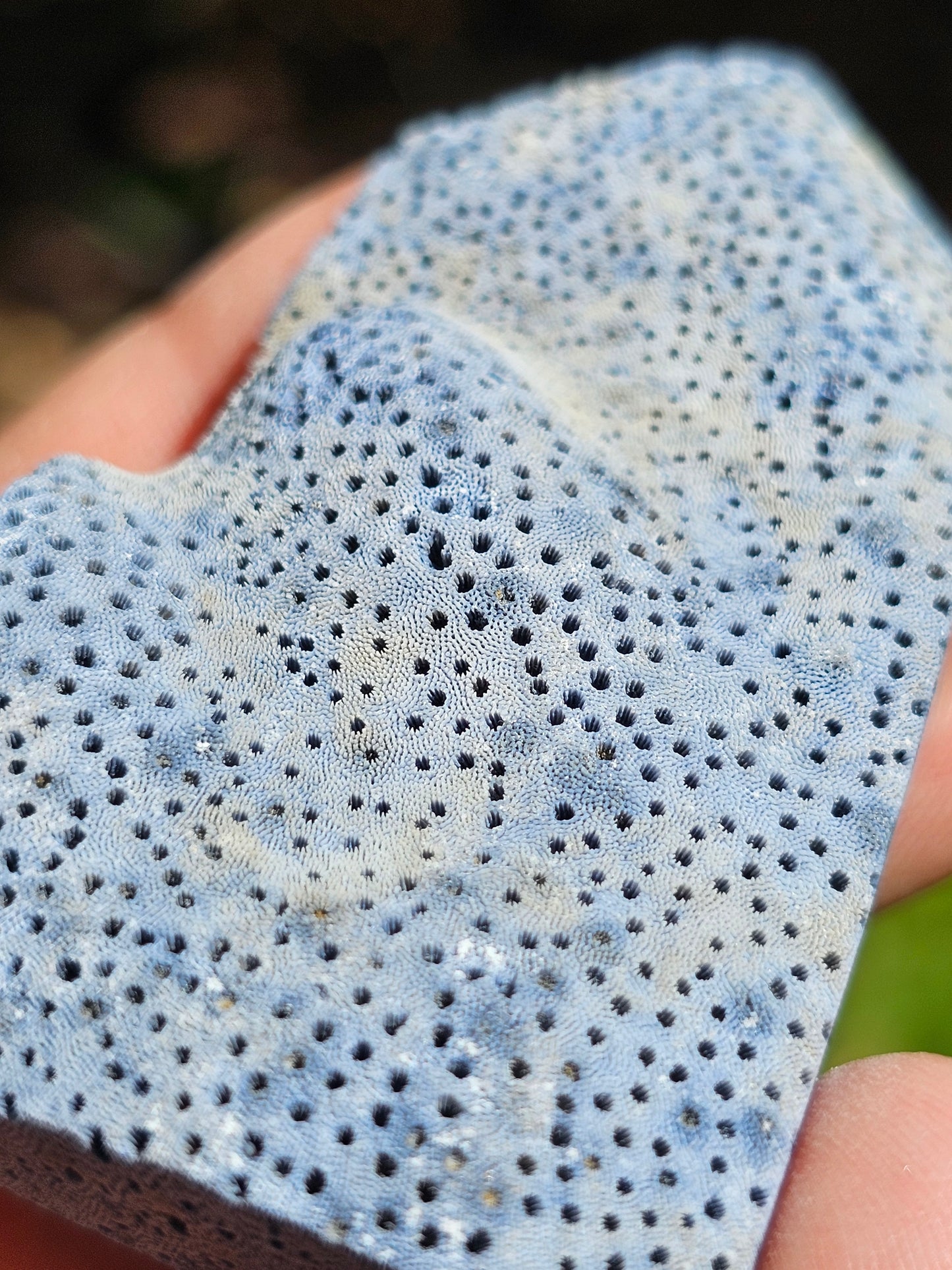 Corail bleu d'Indonésie I
