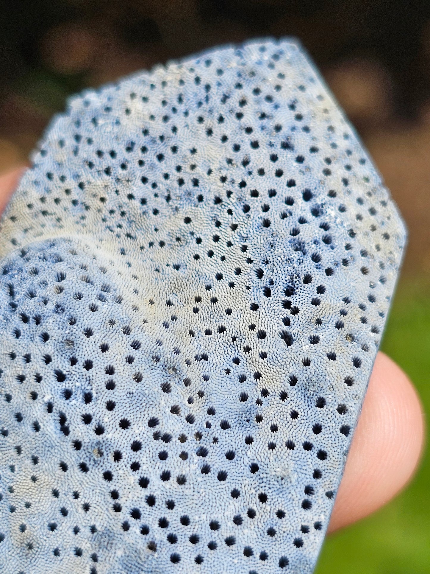 Corail bleu d'Indonésie I