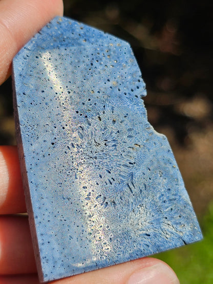 Corail bleu d'Indonésie I