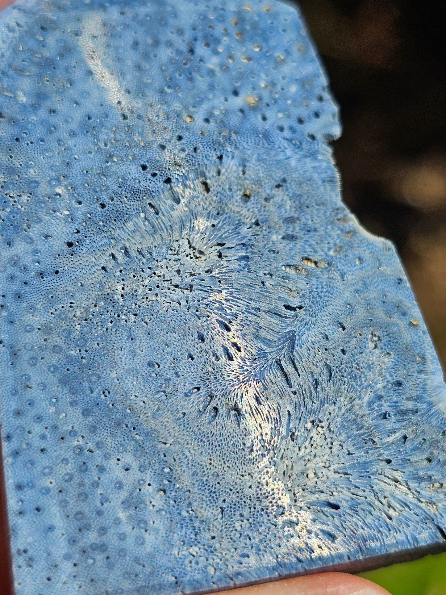 Corail bleu d'Indonésie I