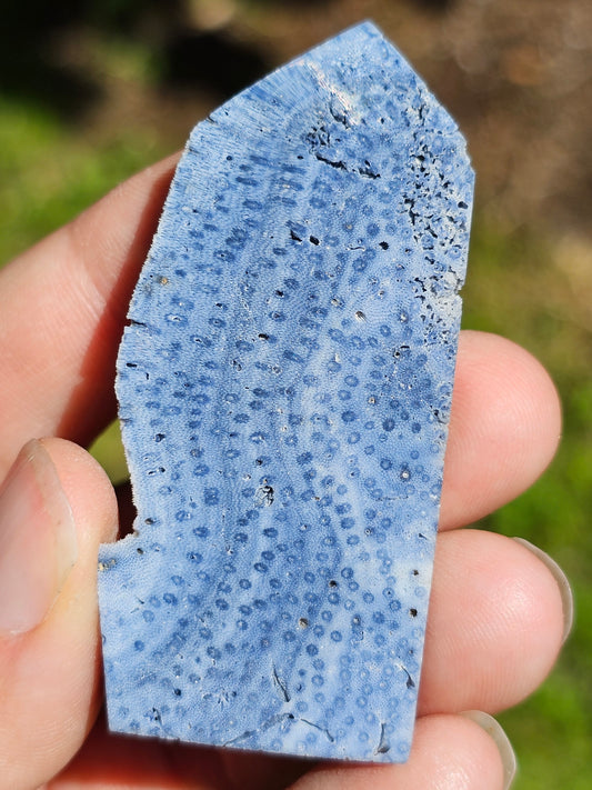 Corail bleu d'Indonésie J
