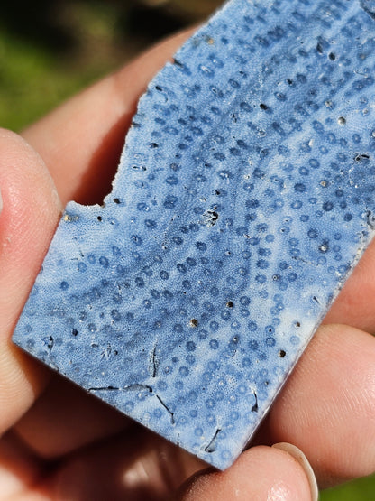 Corail bleu d'Indonésie J