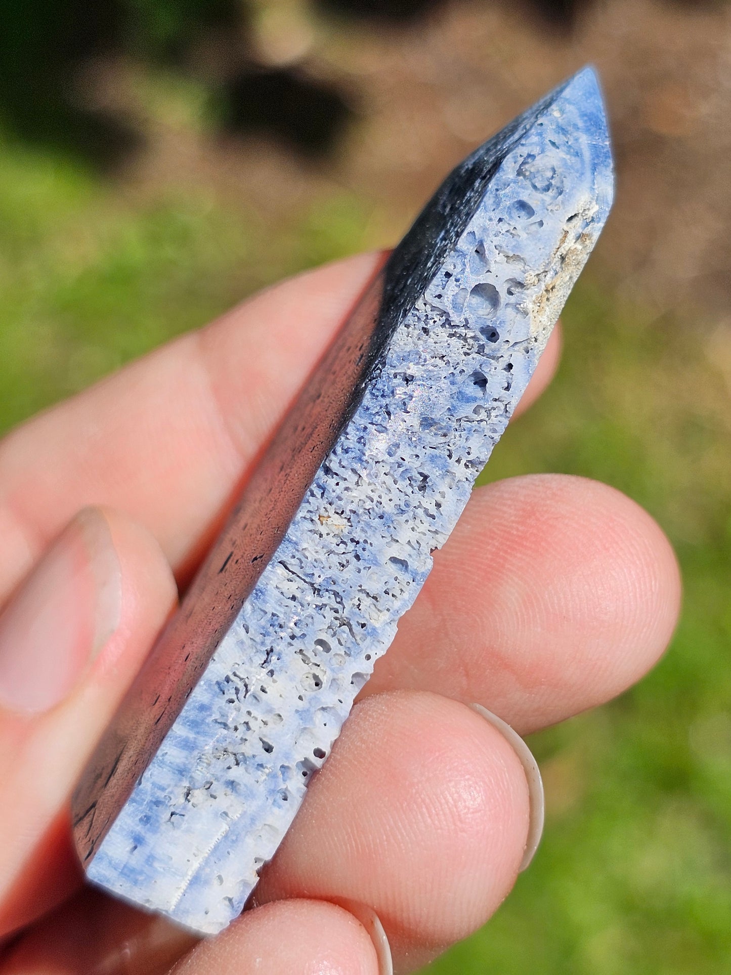 Corail bleu d'Indonésie J