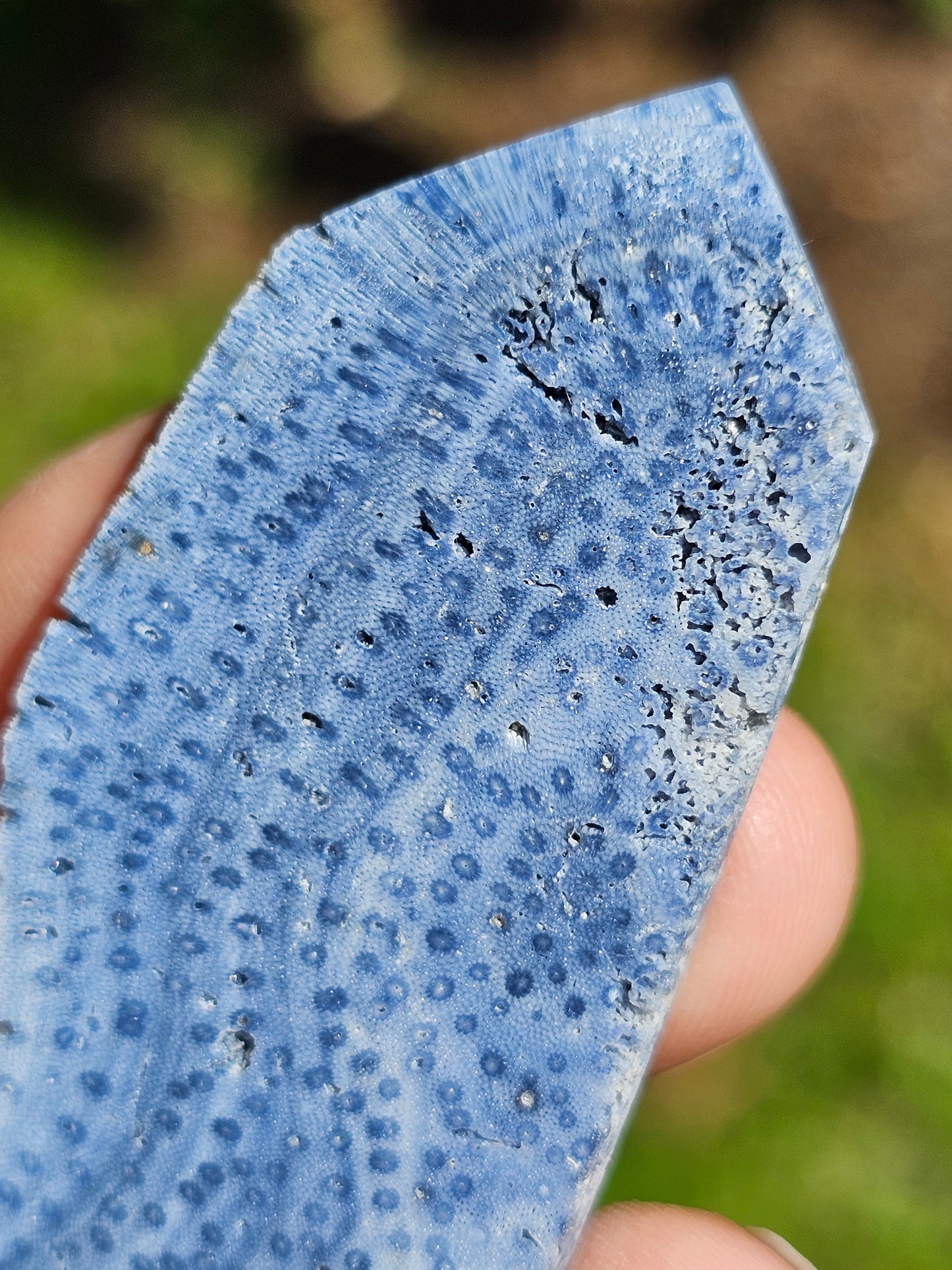 Corail bleu d'Indonésie J