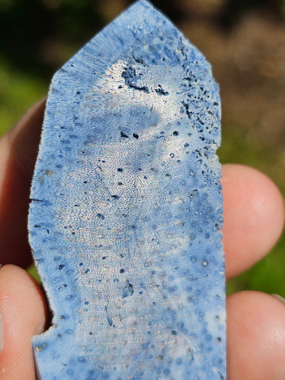 Corail bleu d'Indonésie J