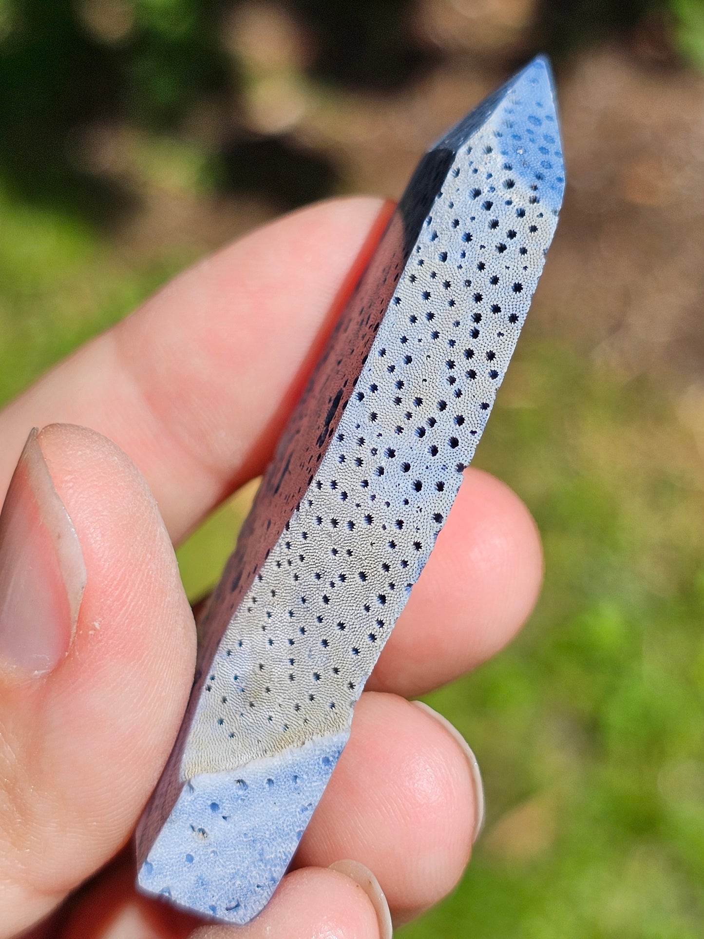 Corail bleu d'Indonésie J