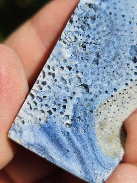 Corail bleu d'Indonésie J