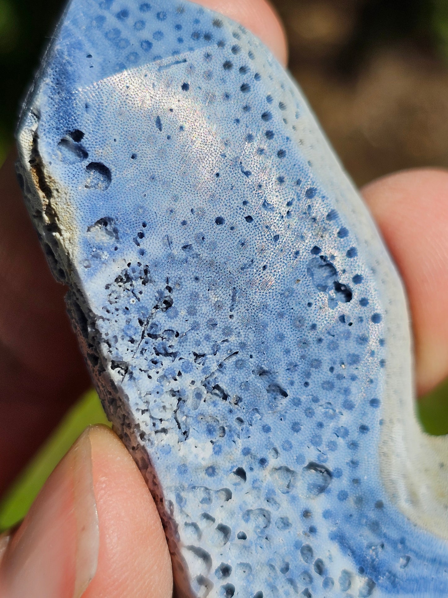 Corail bleu d'Indonésie J
