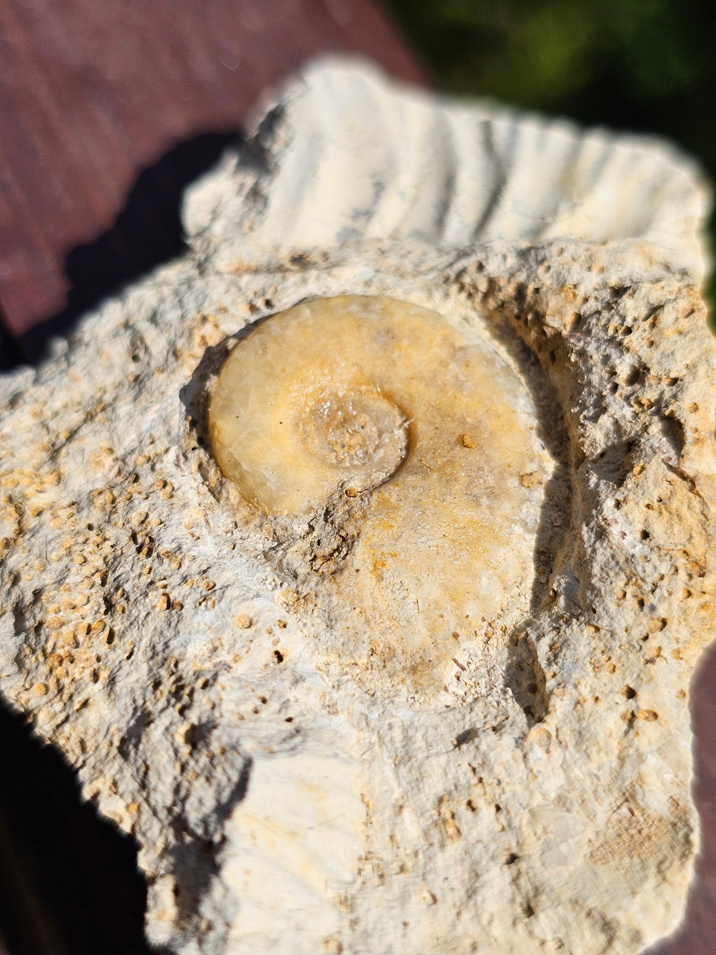 Ammonite française A