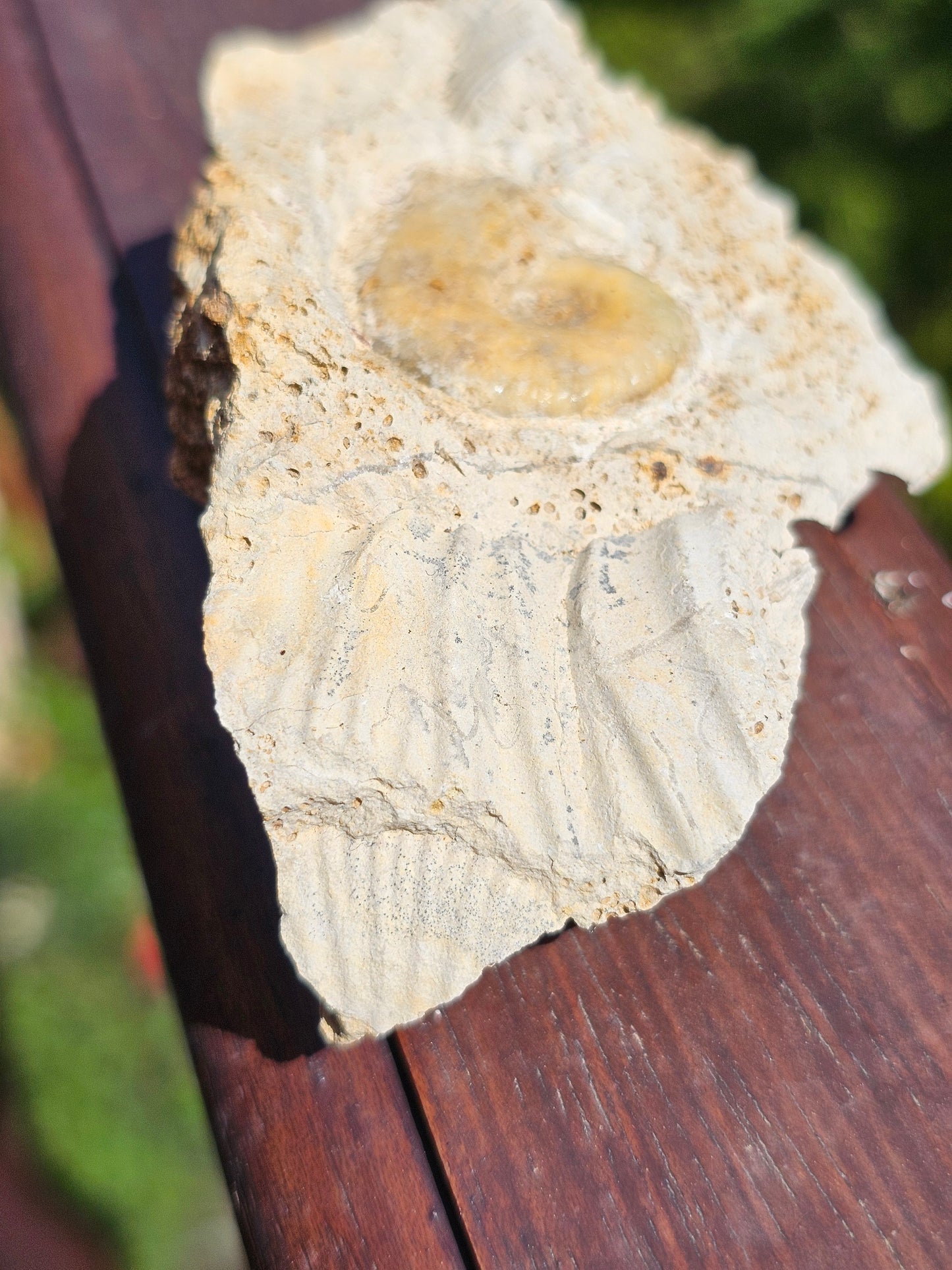 Ammonite française A
