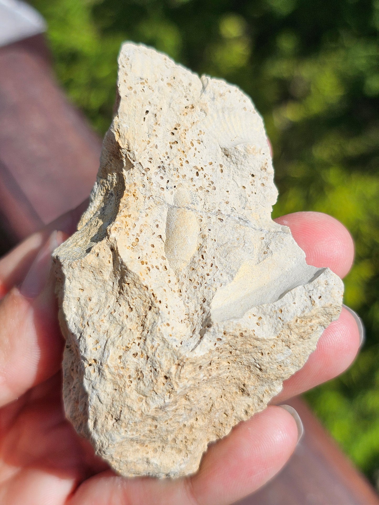Ammonite française A