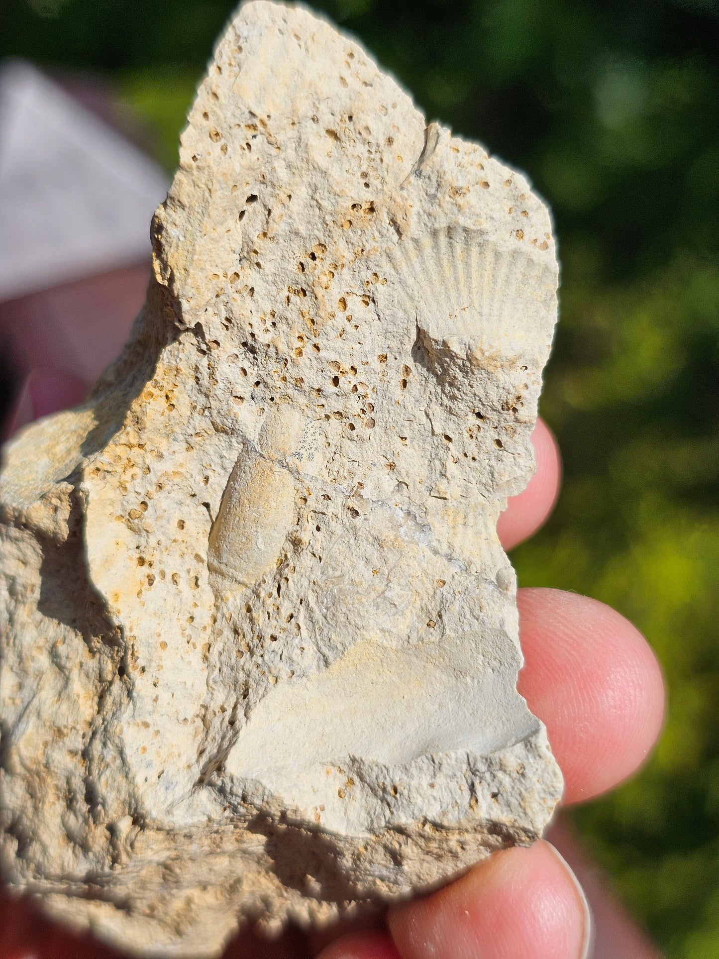 Ammonite française A