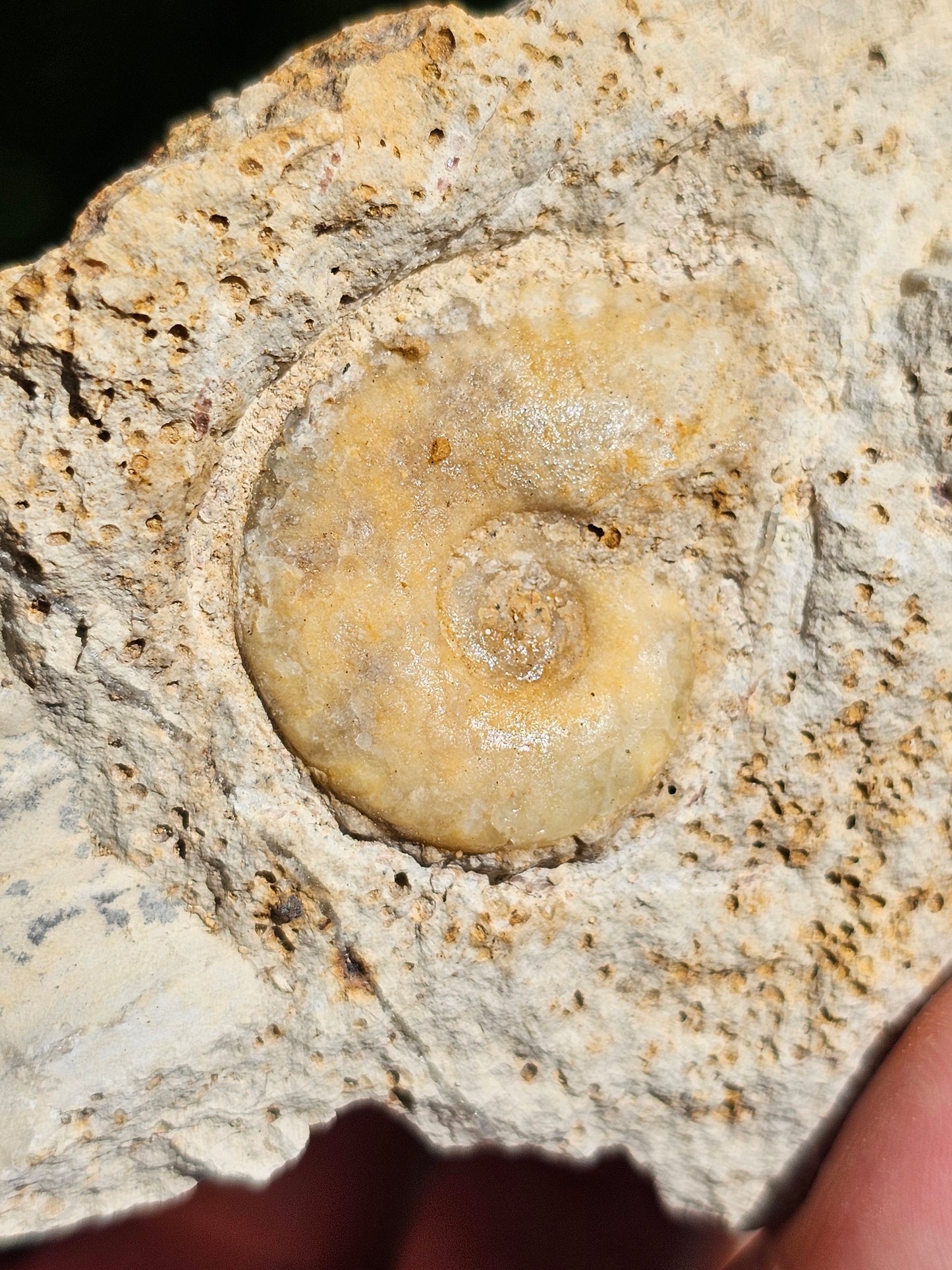 Ammonite française A