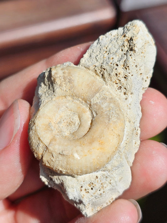 Ammonite française B