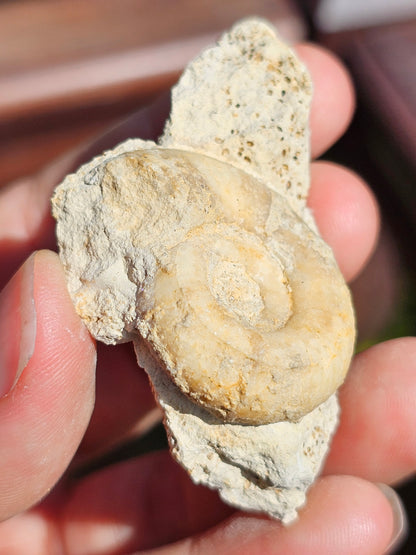 Ammonite française B