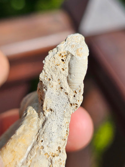 Ammonite française B