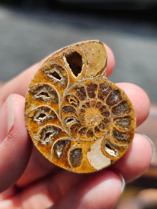 Ammonite de Madagascar (à choisir)
