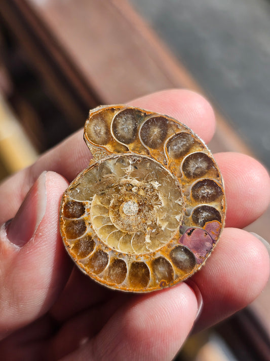 Ammonite de Madagascar (à choisir)