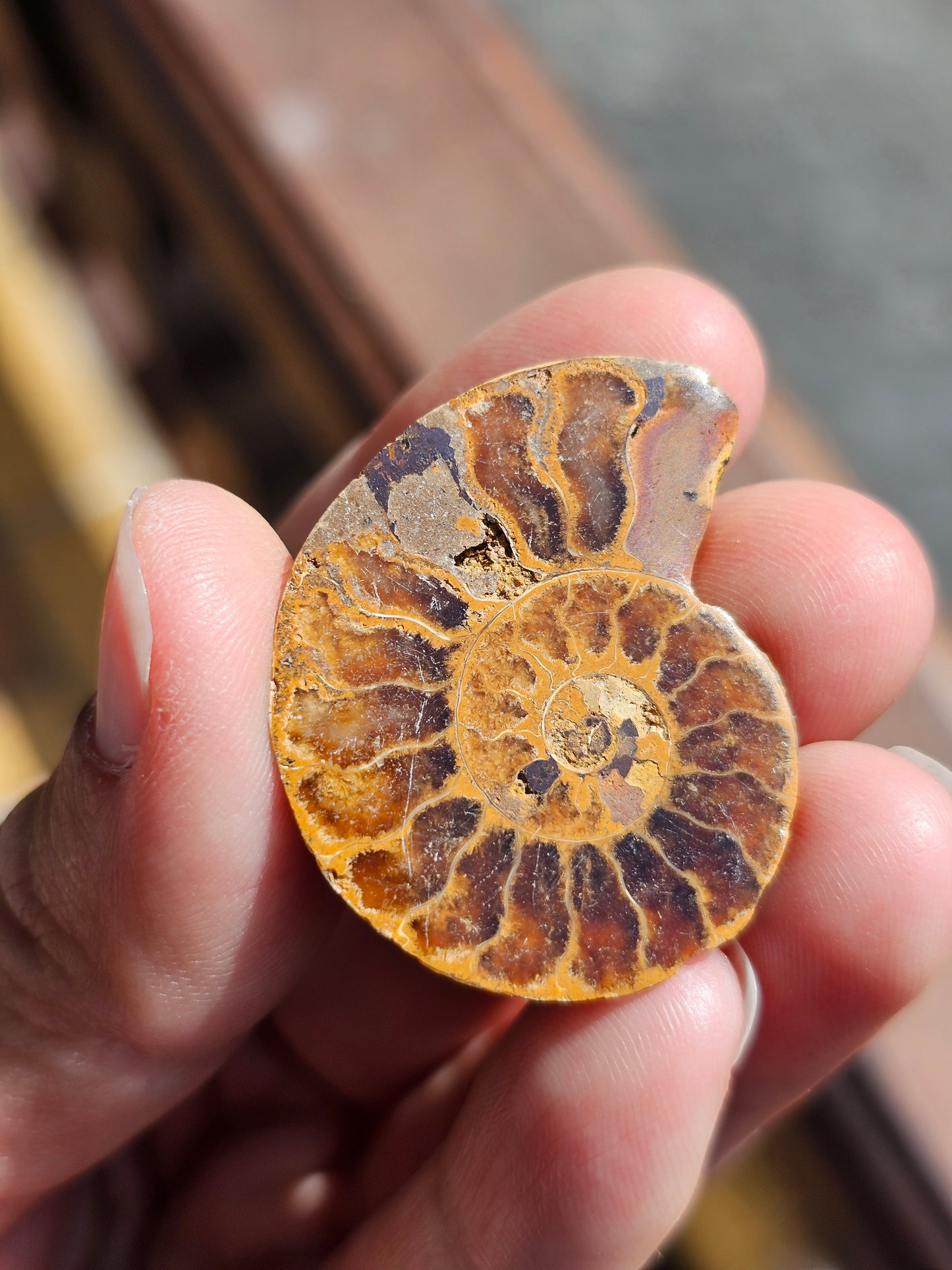Ammonite de Madagascar (à choisir)