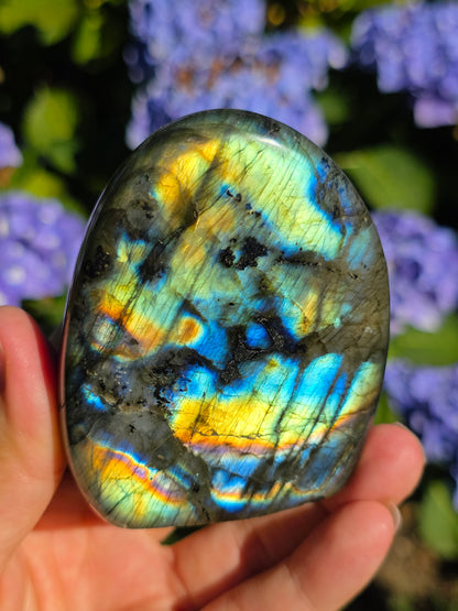 Forme libre Labradorite D