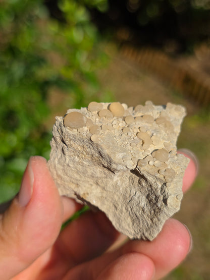 Calcédoine botryoïdale du Poitou n°18
