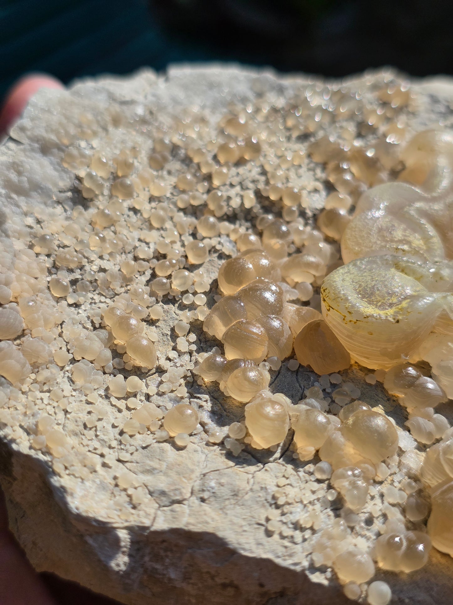 Calcédoine botryoïdale du Poitou n°19