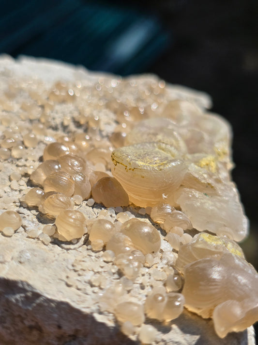 Calcédoine botryoïdale du Poitou n°19