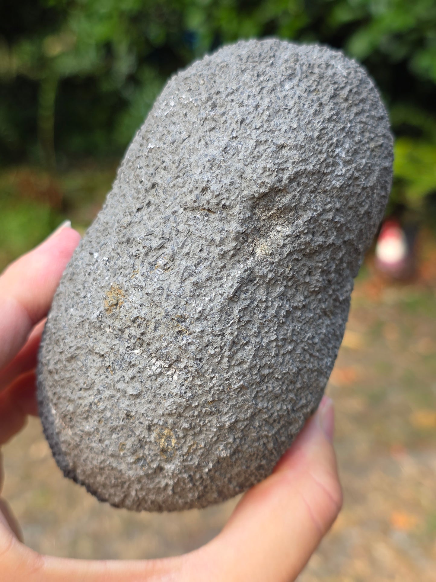 Septaria entière de la Drôme