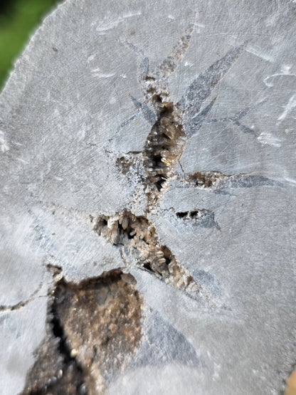 Septaria entière de la Drôme