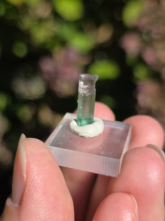 Tourmaline bicolore d'Afghanistan (à choisir)