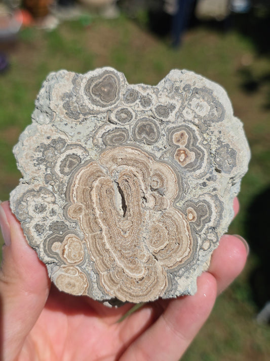 Stromatolite d'Auvergne A