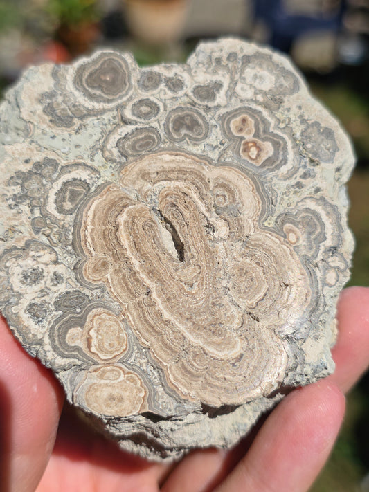 Stromatolite d'Auvergne A