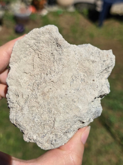 Stromatolite d'Auvergne A