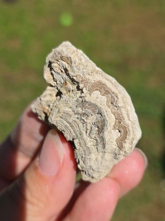 Stromatolite d'Auvergne C