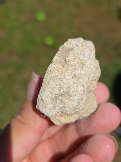 Stromatolite d'Auvergne C