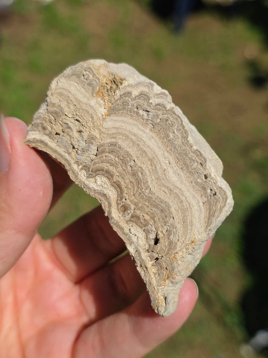 Stromatolite d'Auvergne D